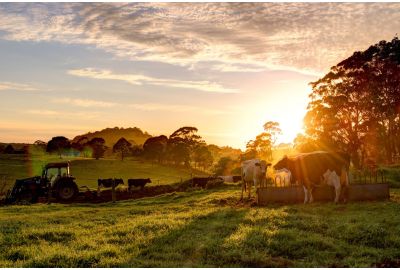FerAppease: A Proven Way to Cut Stress and Boost ROI in Cattle Operations