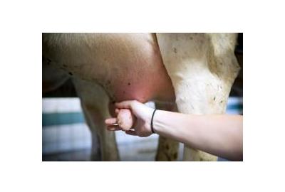 Selective Dry Cow Therapy: What Is It & Could It Be an Option for Your Dairy?