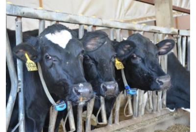 Tackling the deadly challenge of Mannheimia haemolytica